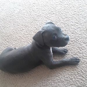 Meet your Posher, Keshia